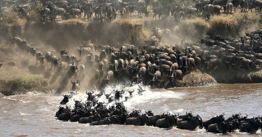 Private Wildebeest Mara River Crossing Safari in 2026, 2027 & 2028 